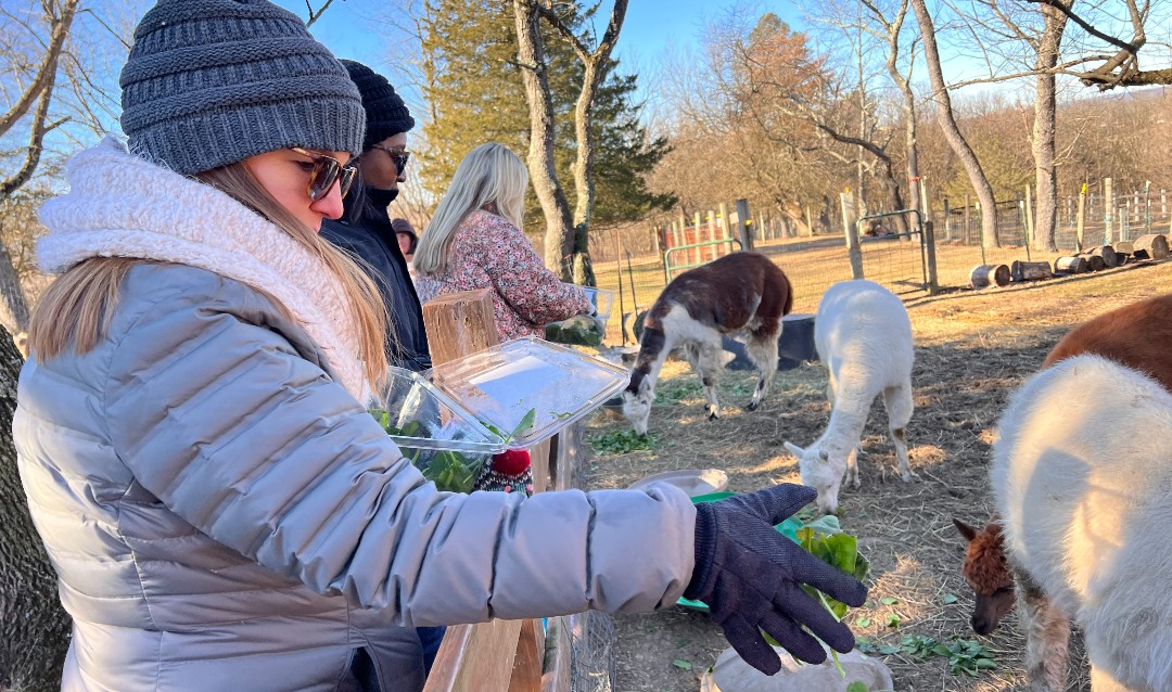 Staff volunteers help feed alpacas as Gress Mountain Ranch for the MLK Day of Service